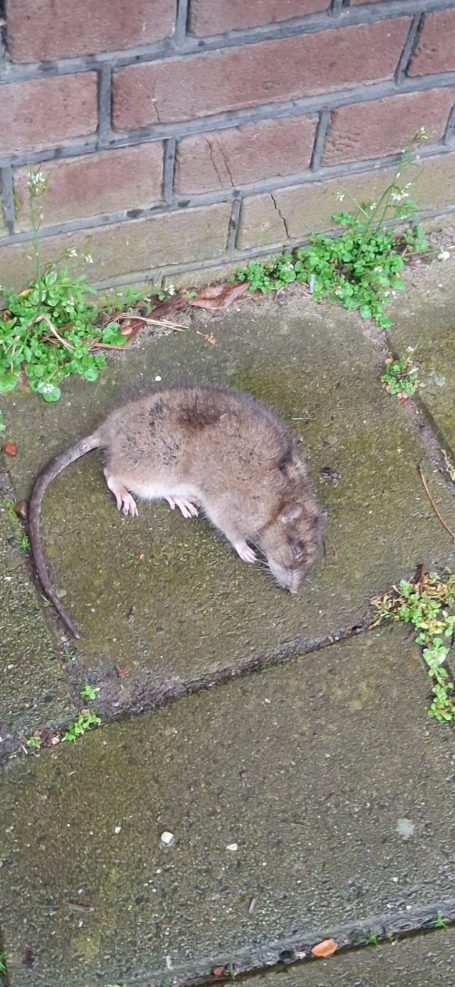 Zijlweg/ Hoek Hoofdmanstraat